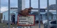 Abgetrennter Schweinekopf vor Moschee in Dortmund abgelegt, Moscheen © Facebook, bearbeitet by iQ